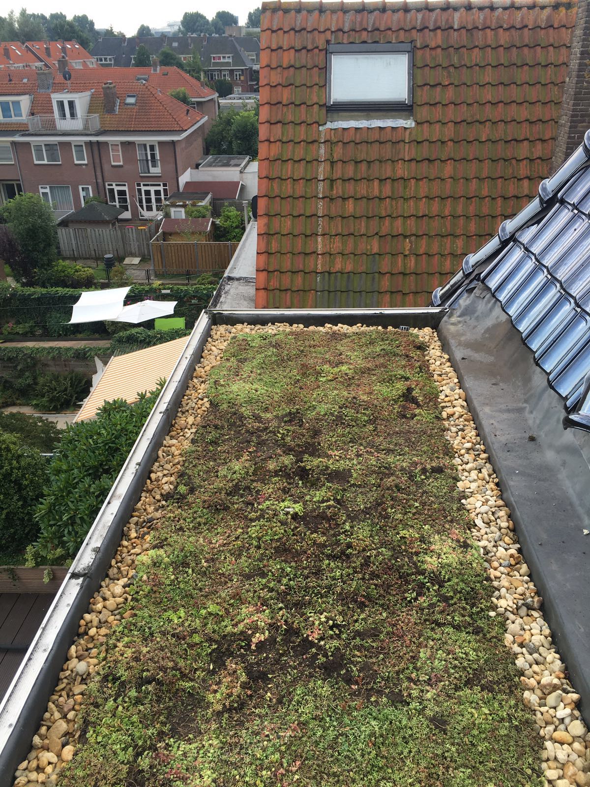 Meer groene daken in Leiden dankzij subsidie