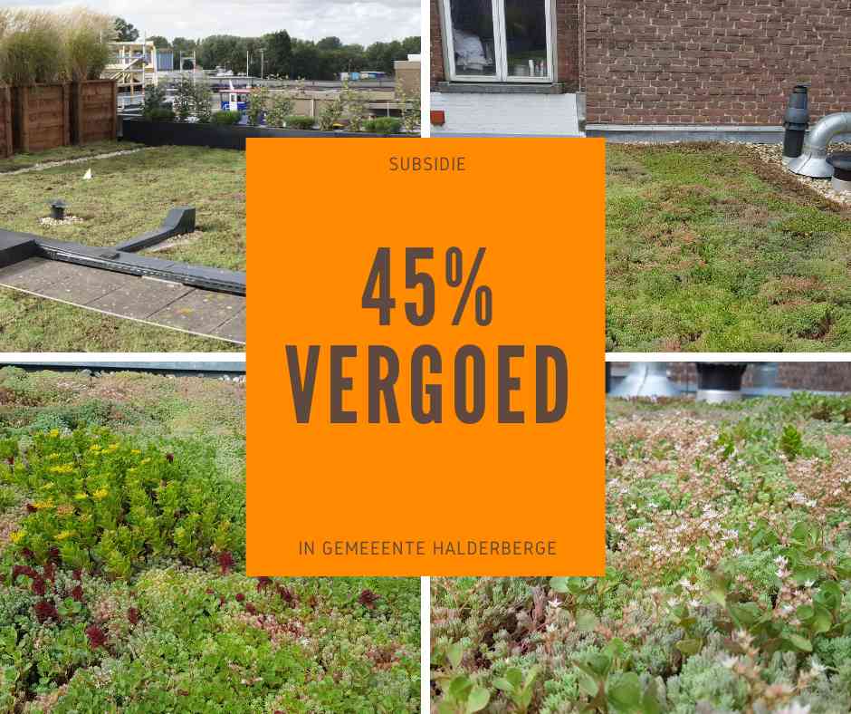 subsidie voor groene daken in Halderberge: Maak je dak Groen en bespaar 35% tot wel 95%!