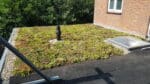 Sedummixmat (ca 1,15 m2 per stuk) - Afbeelding 9