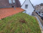 Lichtgewicht sedumdak pakket PLAT - Afbeelding 4