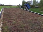 sedumdak pakket PLAT (m2) - Afbeelding 10