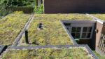 Sedummixmat (ca 1,15 m2 per stuk) - Afbeelding 4