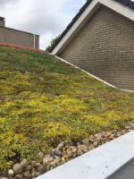 Sedummixmat (ca 1,15 m2 per stuk) - Afbeelding 7