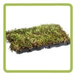 sedum cassette 59x39x6 cm