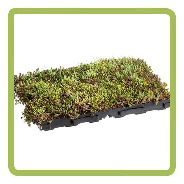 webshop-fotos22.jpg sedum cassette 59x39x6 cm - Afbeelding 1
