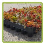 Sedumpluggen  (tray 84 stuks )