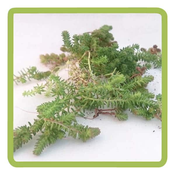 webshop-fotos24.jpg Sedumstekken | per kilo - Afbeelding 1