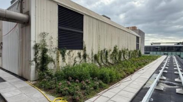 Inheemse planten groene daken